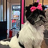 animal, black_and_white, bow, cute, dog, fire_extinguisher, floor, fluffy, fur, indoor, leash, person_partial, pet, pink_bow, puppy, sitting, small_dog, striped_clothing, table, window