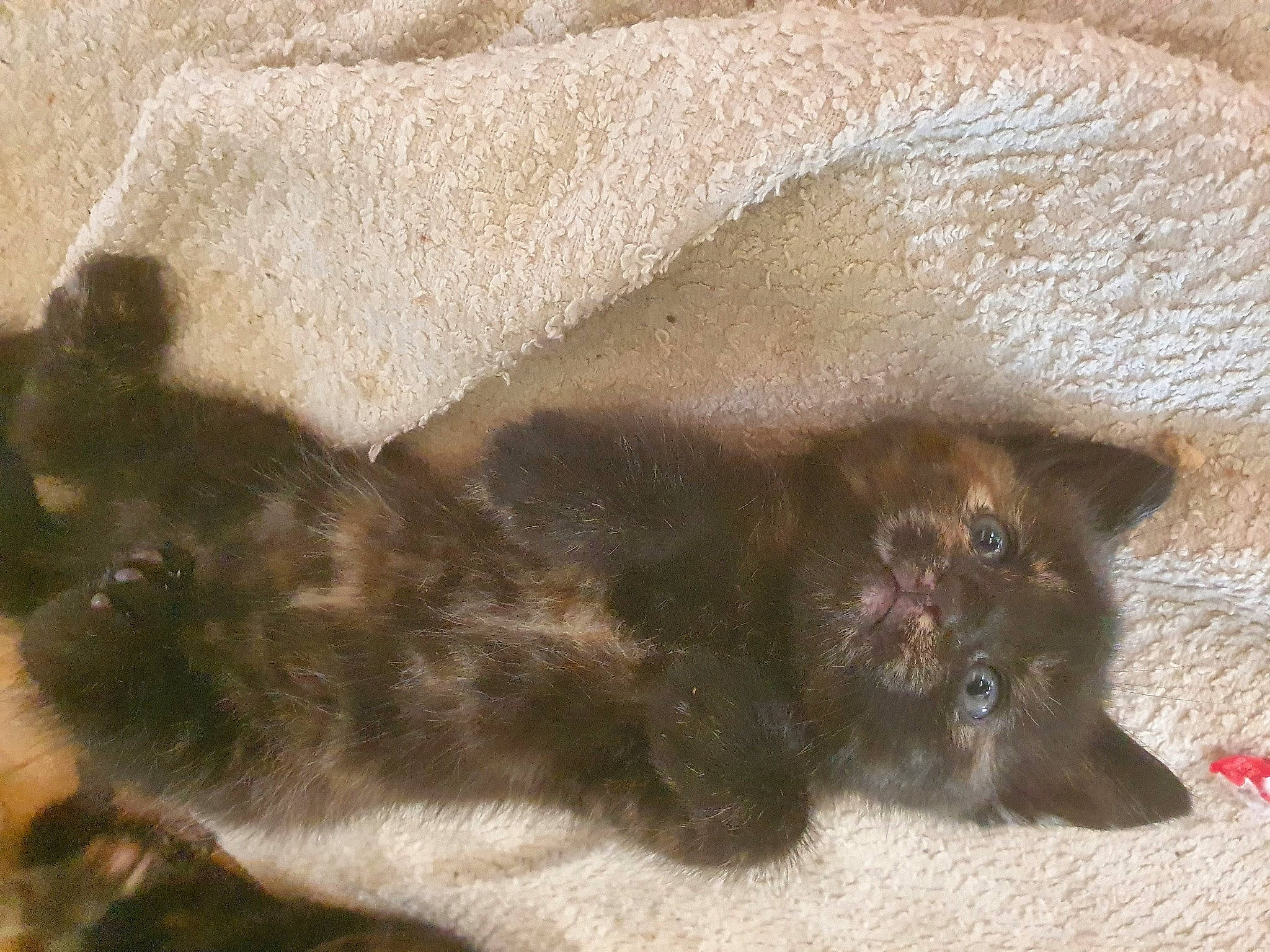 Shelsy a rejoint le concours — aidez-le/la à gagner de superbes lots ! brown, canidae, carnivore, cat, comfort, companion_dog, dog, dog_breed, felidae, fur, liver, paw, small_to_medium_sized_cats, sporting_group, tail, terrestrial_animal, whiskers