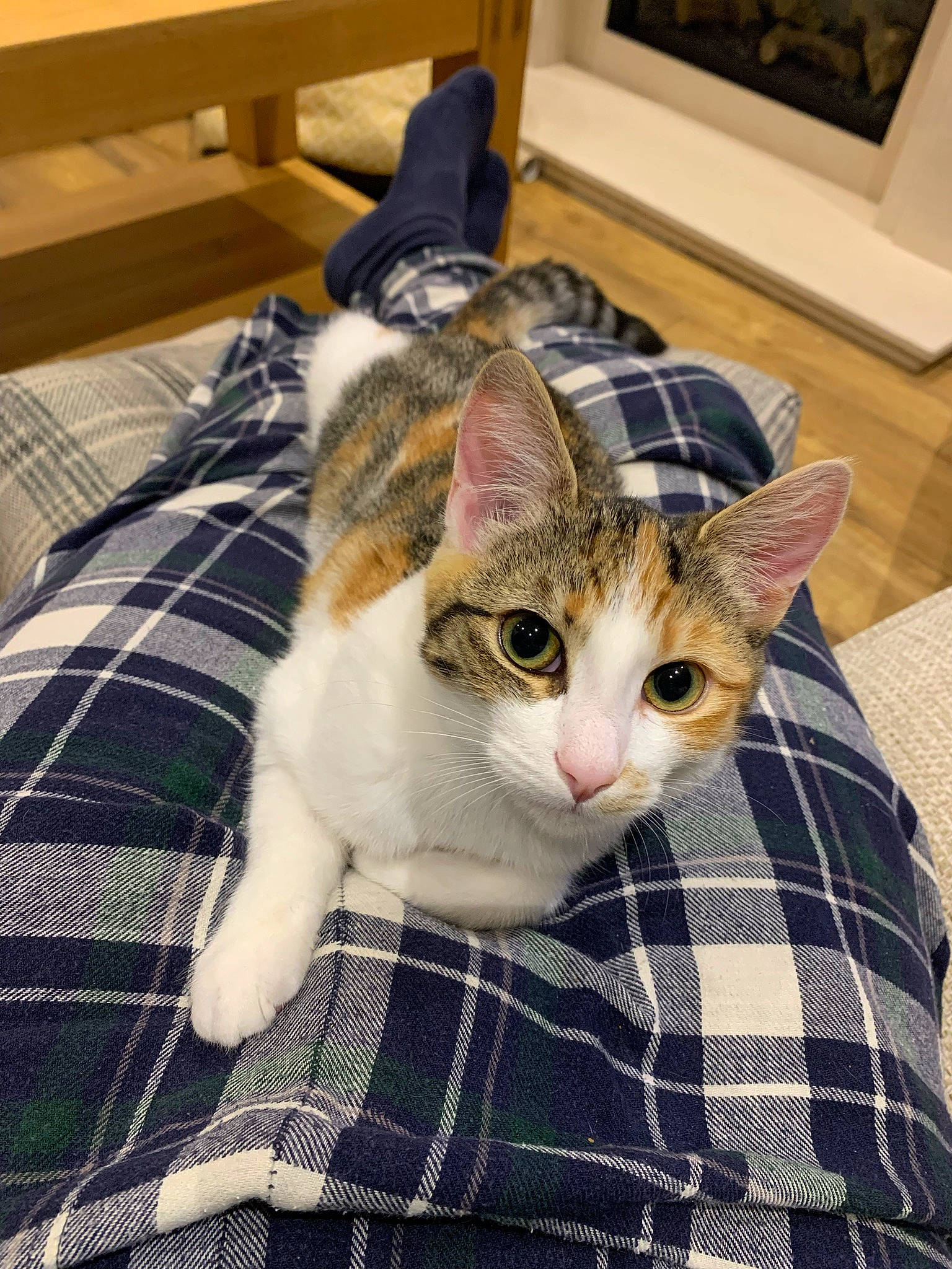 Betty is registered to the contest to win money with this photo: carnivore, cat, comfort, domestic_short_haired_cat, fawn, felidae, flooring, fur, linens, pattern, paw, picture_frame, plaid, small_to_medium_sized_cats, snout, tail, tartan, textile, whiskers, wood