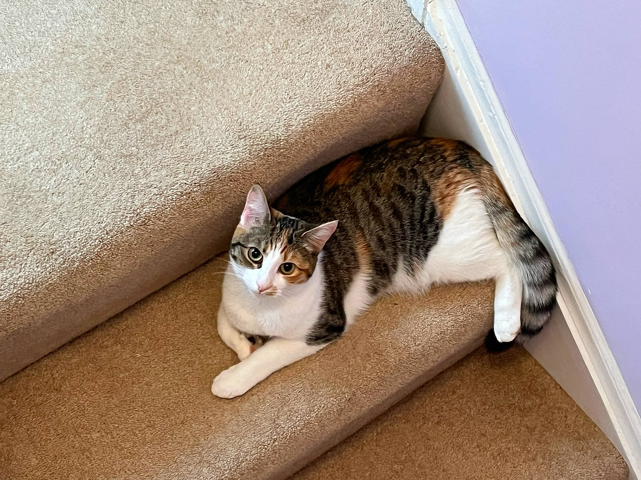 Betty is registered to the contest to win money with this photo: carnivore, cat, cat_supply, comfort, couch, domestic_short_haired_cat, fawn, felidae, flooring, fur, hardwood, paw, room, small_to_medium_sized_cats, snout, tail, whiskers, window, wood