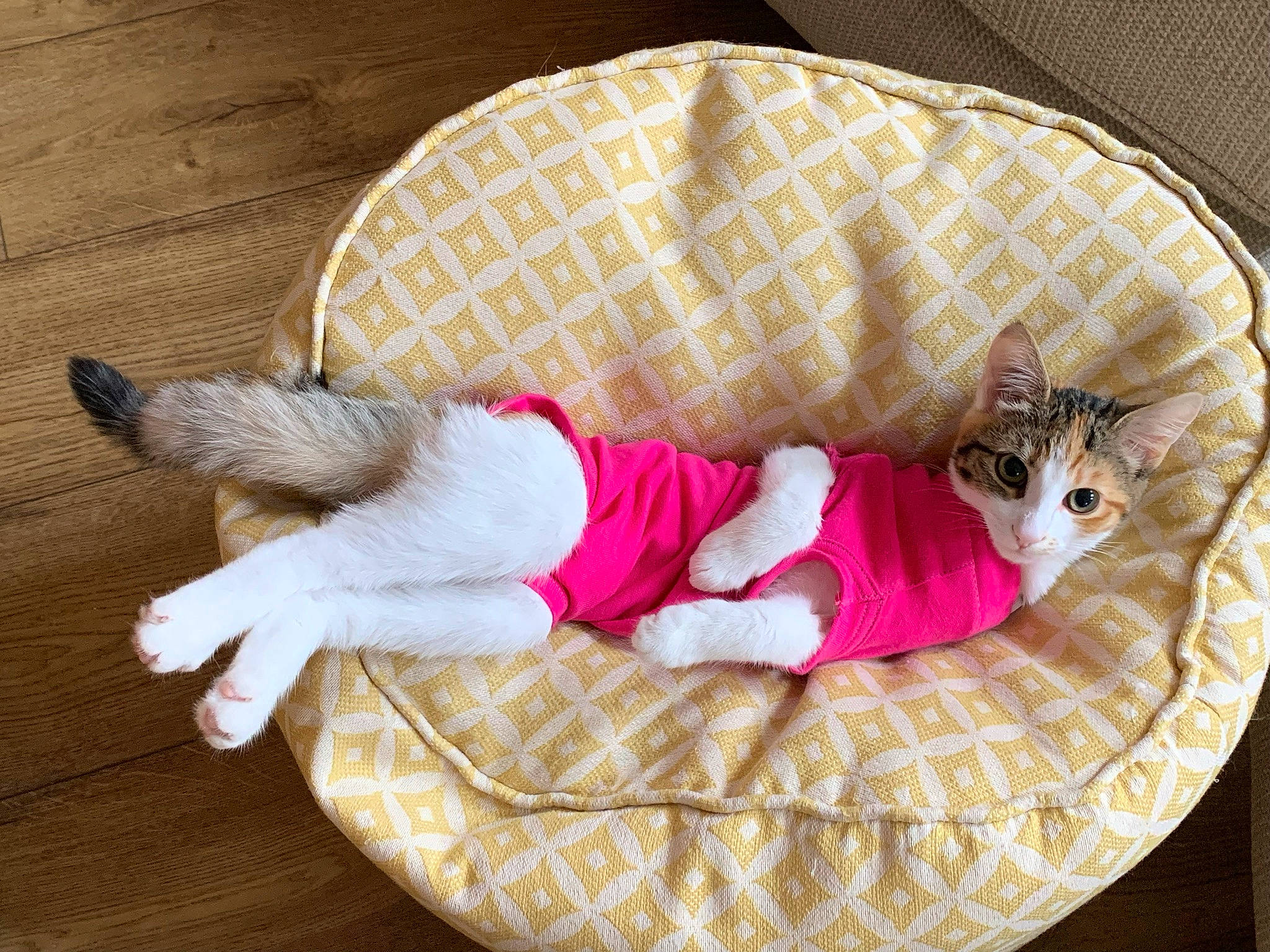 Betty joined the competition — help win amazing prizes! baby, baby_products, baby_sleeping, baby_toddler_clothing, baby_toys, bed, bedding, cat, child, comfort, flooring, hardwood, linens, magenta, nap, pattern, pink, sleeve, toddler, wood