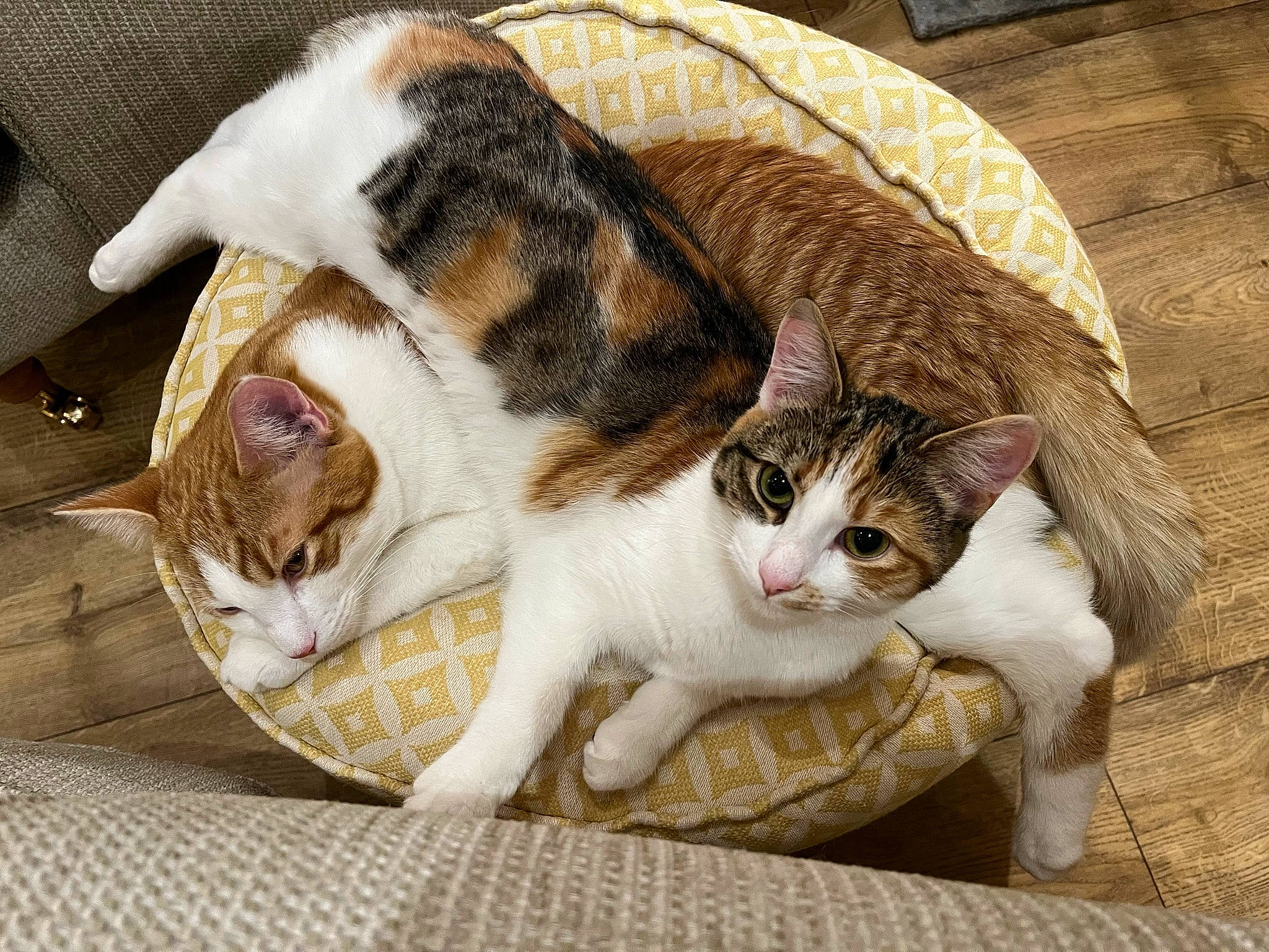 Betty joined the competition — help win amazing prizes! carnivore, cat, cat_supply, claw, comfort, domestic_short_haired_cat, fawn, felidae, fur, nap, paw, sleep, small_to_medium_sized_cats, snout, tail, whiskers, wood