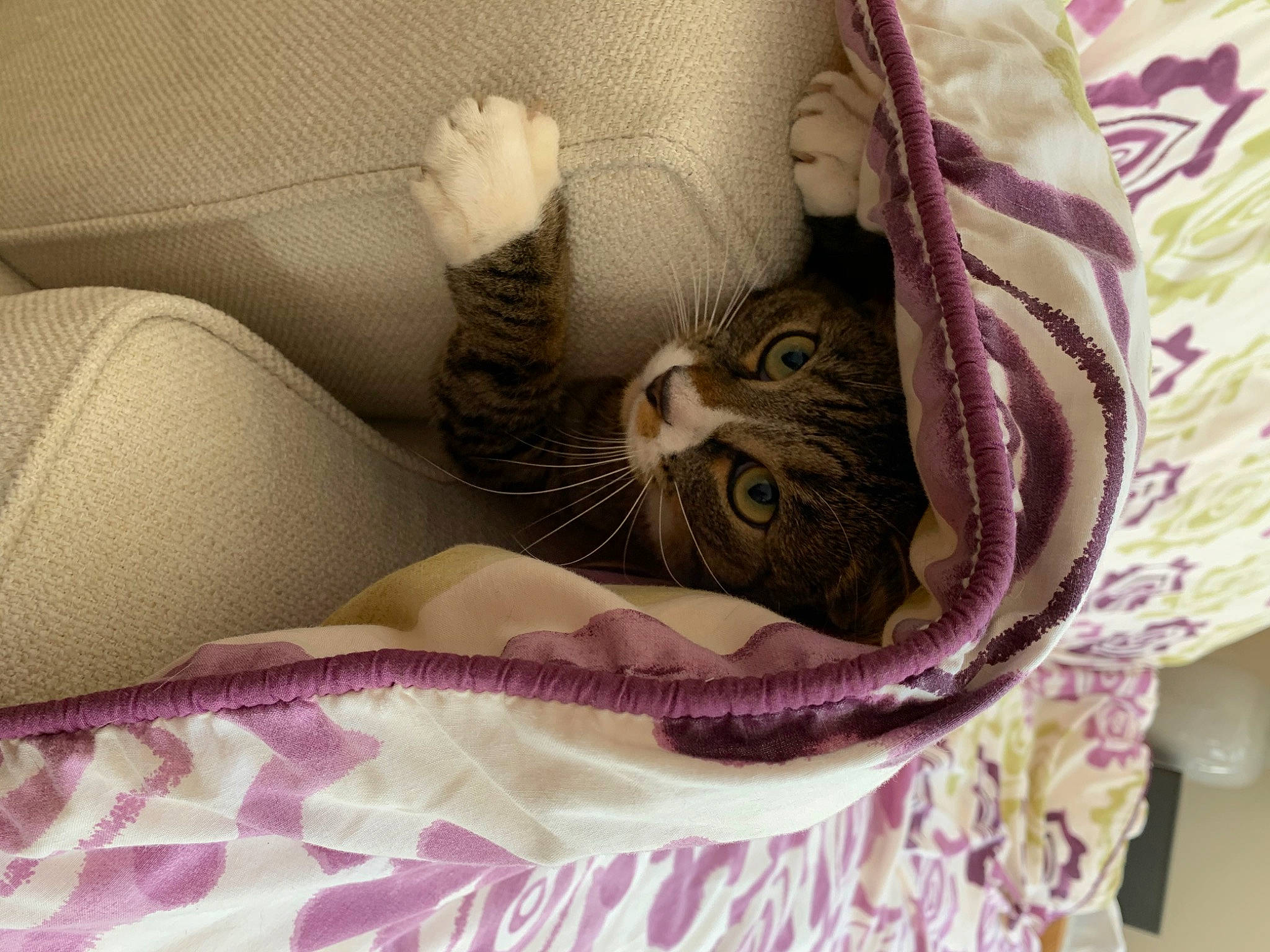 Leo is registered to the contest to win money with this photo: bag, bed_sheet, bedding, carnivore, cat, cat_bed, cat_supply, comfort, couch, domestic_short_haired_cat, felidae, fur, linens, magenta, pattern, paw, purple, small_to_medium_sized_cats, tail, whiskers