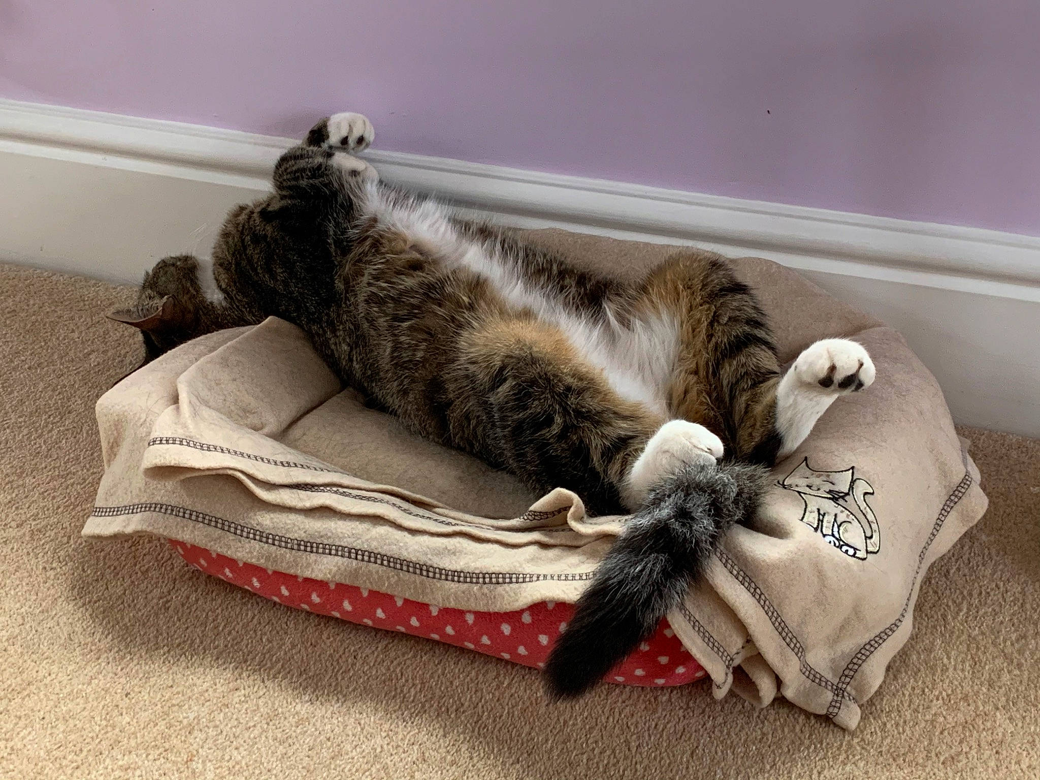 Leo joined the competition — help win amazing prizes! bag, bed_sheet, bedding, carnivore, cat, claw, comfort, domestic_short_haired_cat, felidae, fur, grey, linens, nap, paw, room, sleep, small_to_medium_sized_cats, tail, whiskers, wood