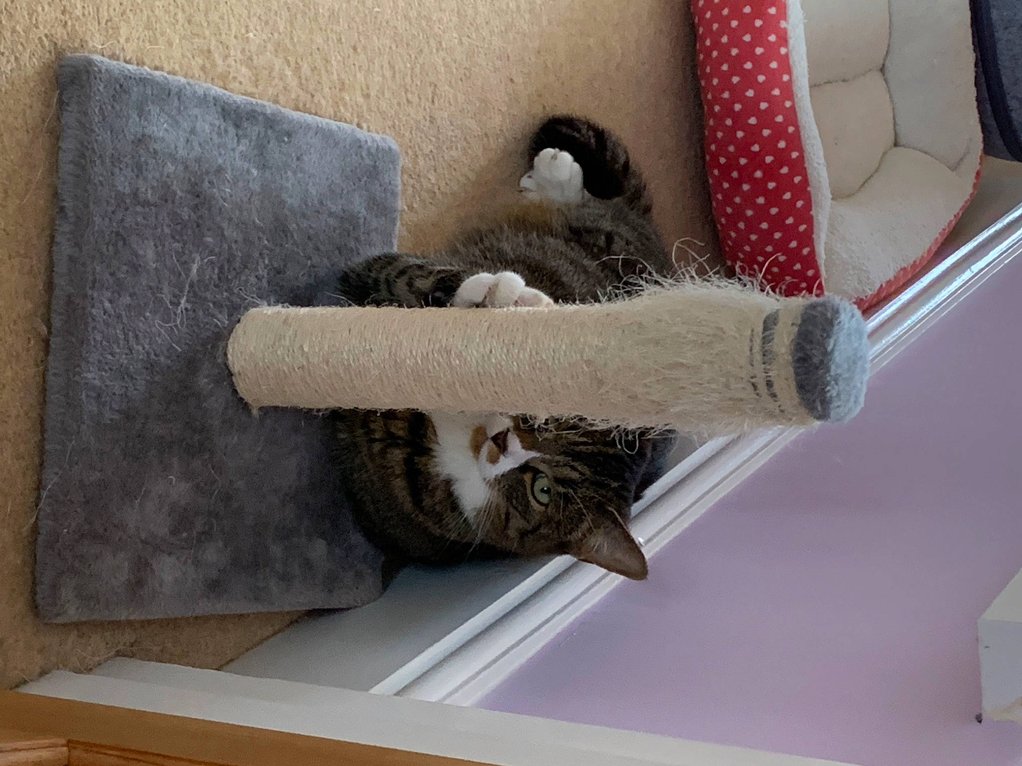 Leo is registered to the contest to win money with this photo: carnivore, cat, cat_bed, cat_supply, chair, comfort, couch, domestic_short_haired_cat, felidae, flooring, fur, hardwood, living_room, room, shelf, shelving, small_to_medium_sized_cats, tail, wood, wool