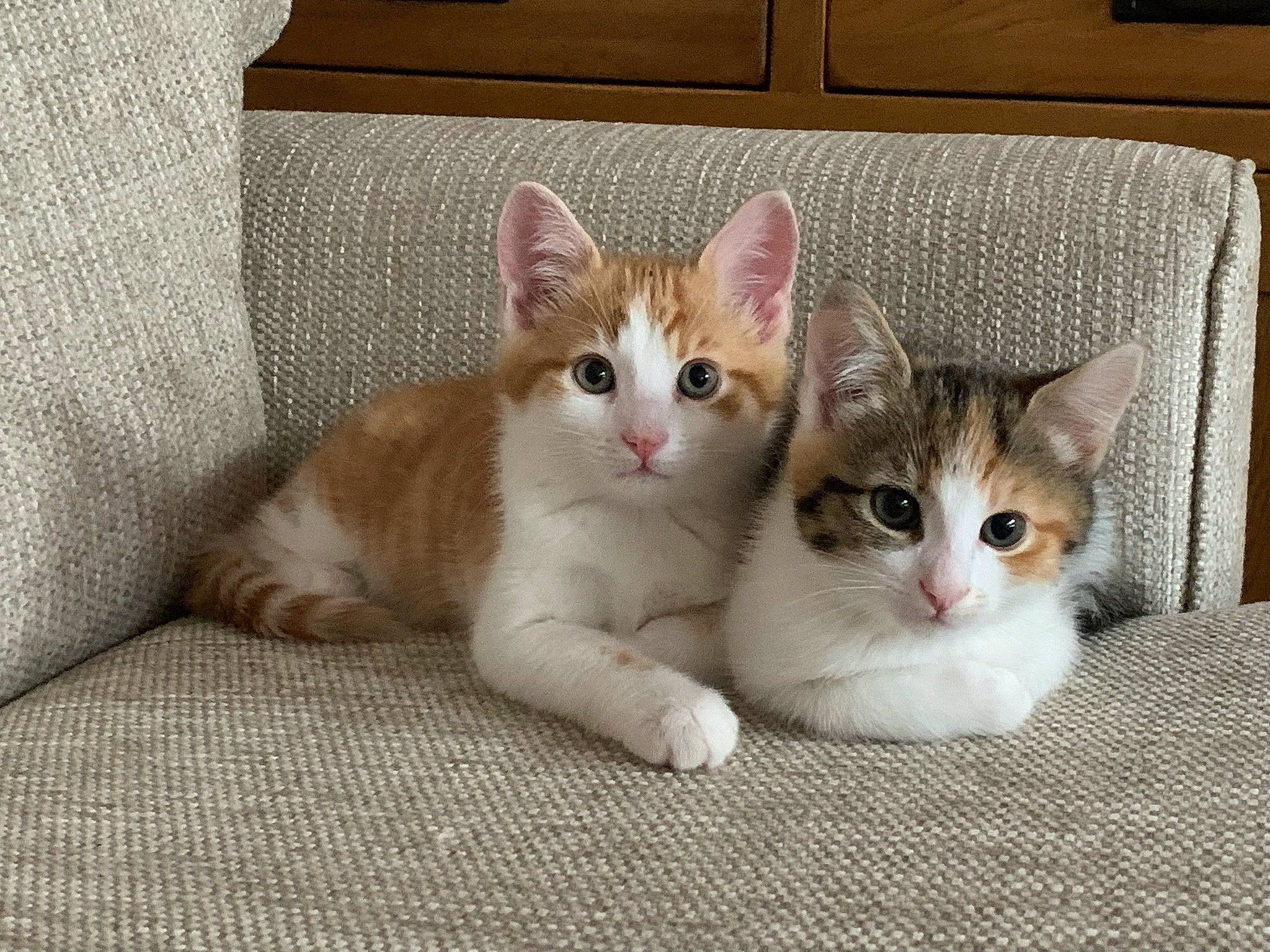 Teddy is registered to the contest to win money with this photo: carnivore, cat, cat_furniture, claw, comfort, domestic_short_haired_cat, fawn, felidae, flooring, fur, paw, pet_supply, photo_caption, small_to_medium_sized_cats, snout, tail, whiskers