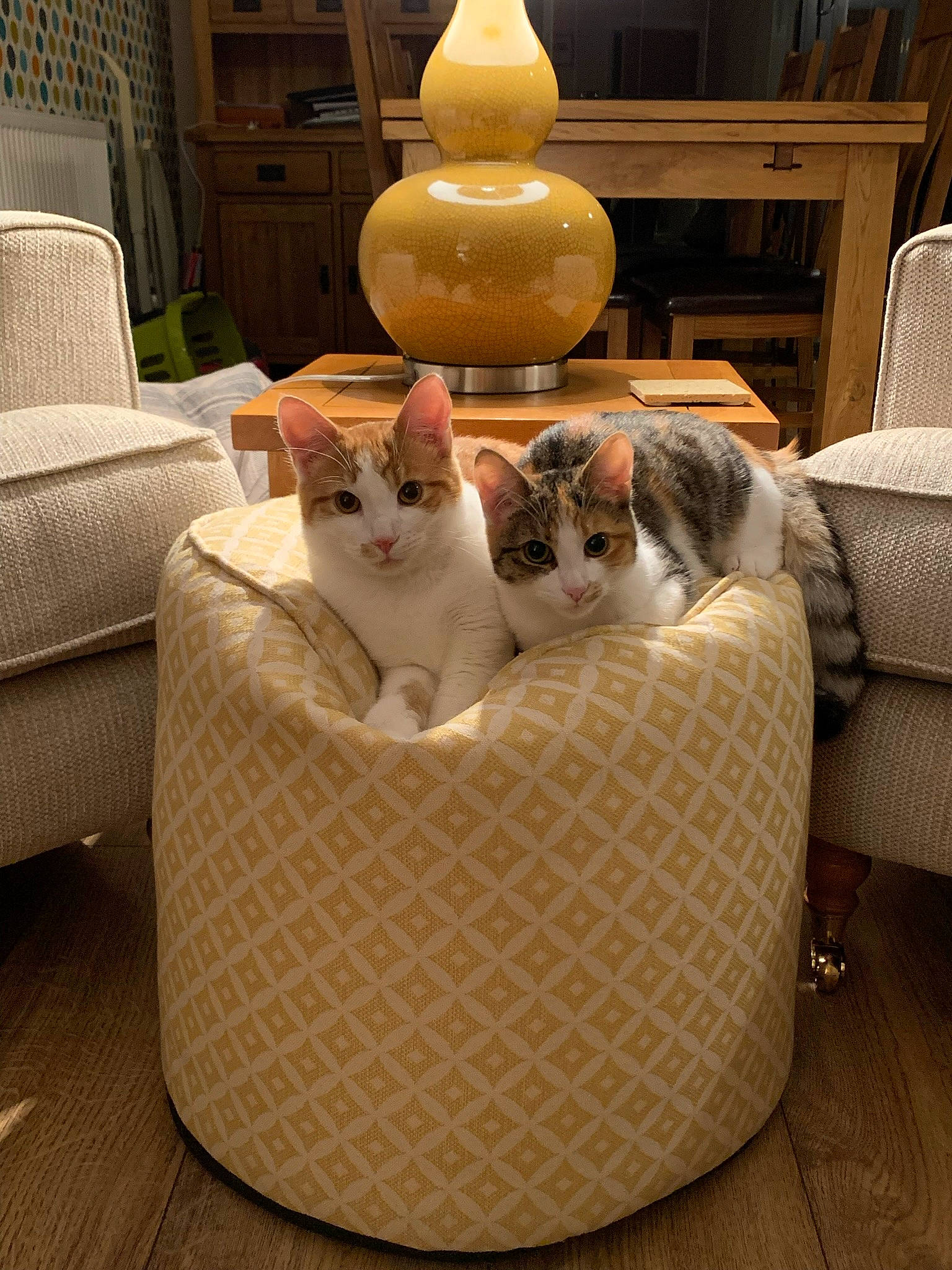 Teddy is registered to the contest to win money with this photo: basket, carnivore, cat, cat_supply, chair, comfort, domestic_short_haired_cat, felidae, flooring, fur, hardwood, lamp, pet_supply, room, sitting, small_to_medium_sized_cats, tail, whiskers, wicker, wood