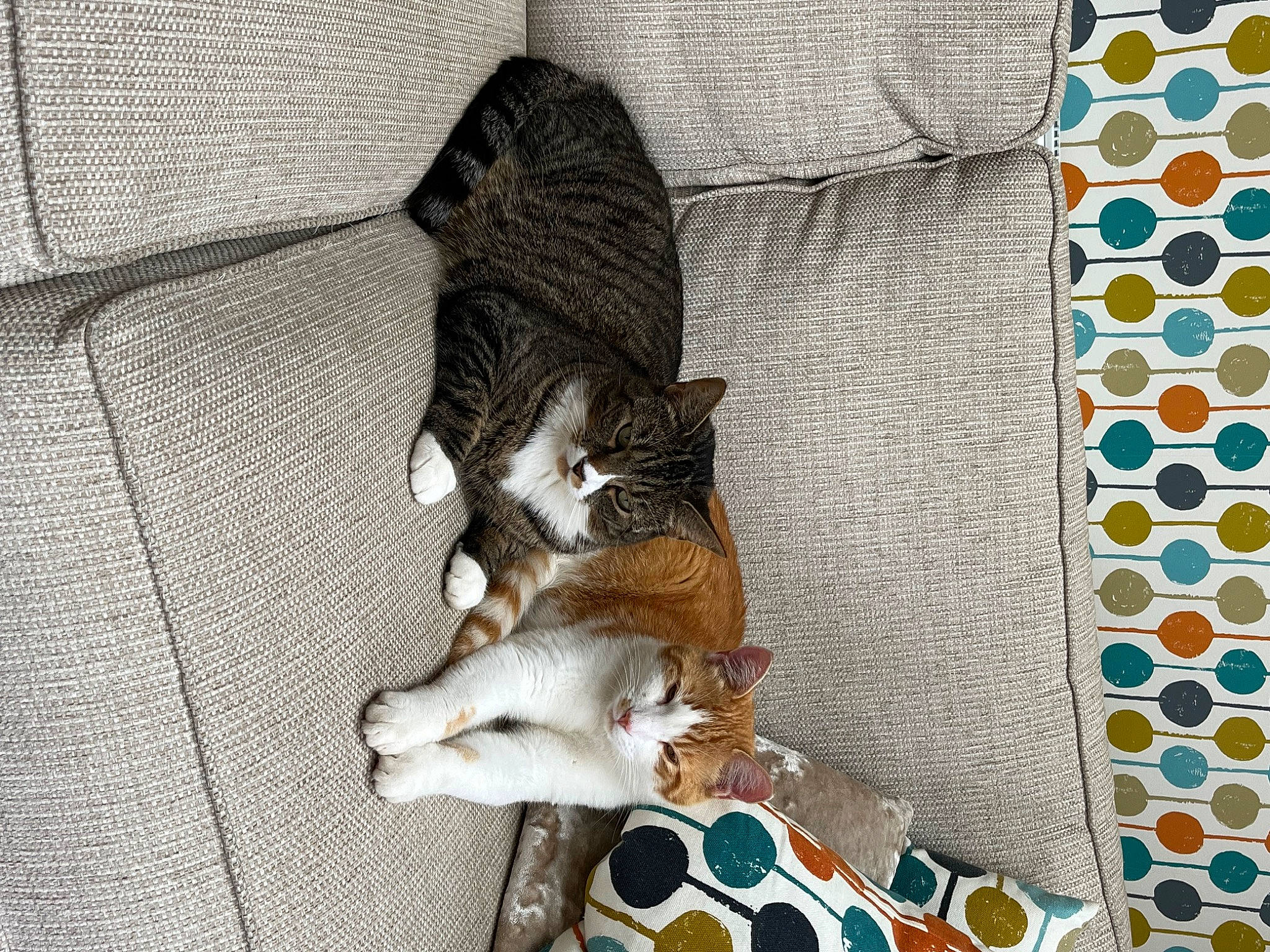 Teddy is registered to the contest to win money with this photo: art, bag, carnivore, cat, circle, comfort, domestic_short_haired_cat, felidae, flooring, fur, grey, linens, pattern, paw, room, small_to_medium_sized_cats, tail, textile, whiskers, wood