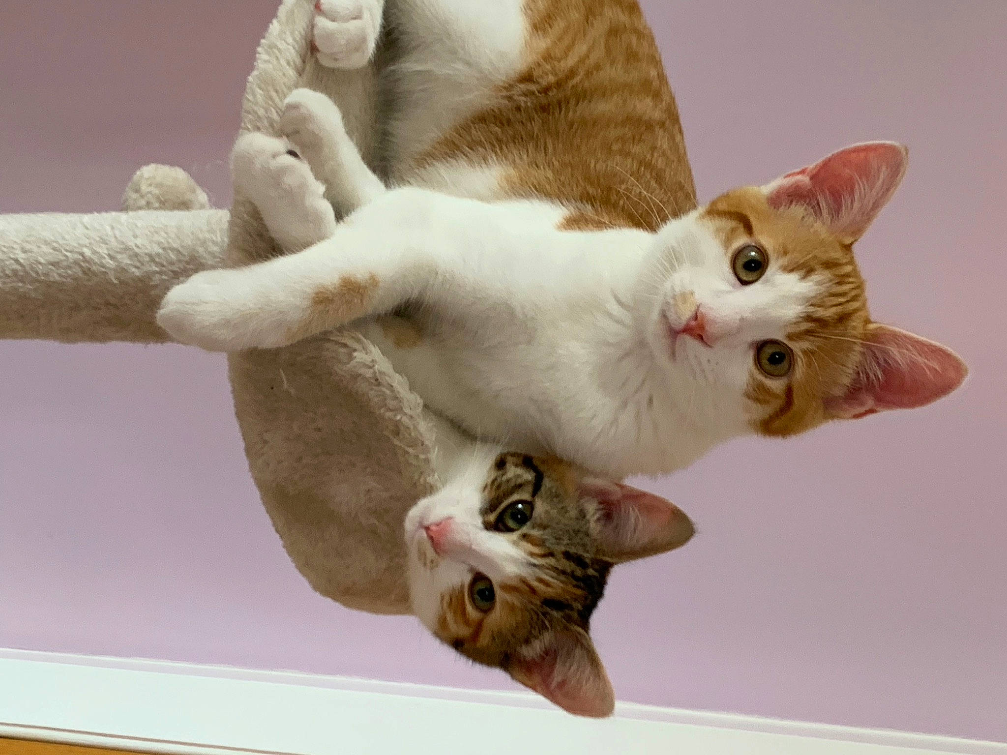 Teddy is registered to the contest to win money with this photo: carnivore, cat, collar, domestic_short_haired_cat, fawn, felidae, fur, mammal, paw, plant, small_to_medium_sized_cats, tail, vertebrate, whiskers, white, wood