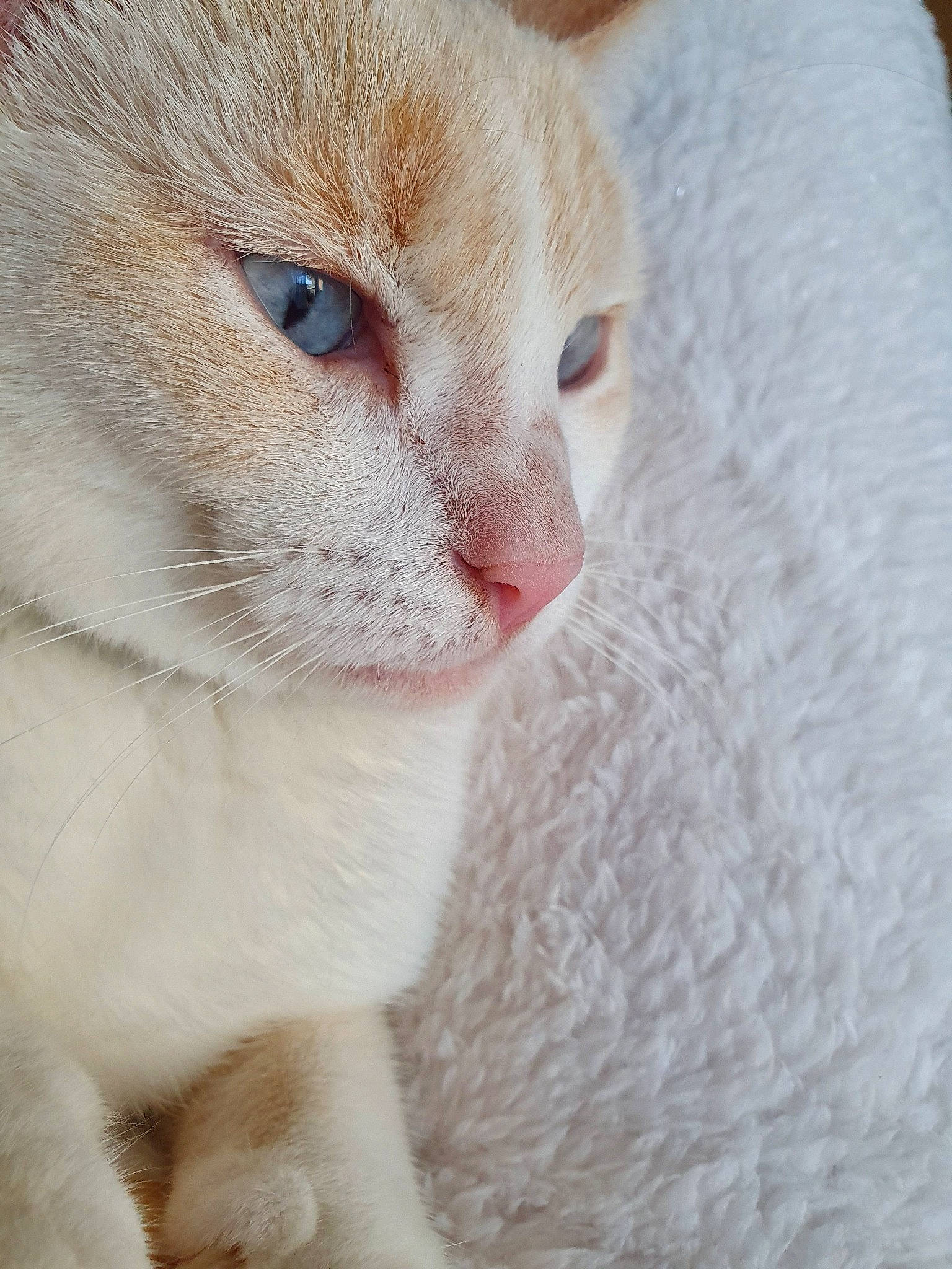 Joke participe au concours pour gagner de l'argent avec cette photo : aegean_cat, burmilla, carnivore, cat, close_up, colorpoint_shorthair, domestic_short_haired_cat, eye, fawn, felidae, fur, mammal, nose, singapura, small_to_medium_sized_cats, snout, whiskers