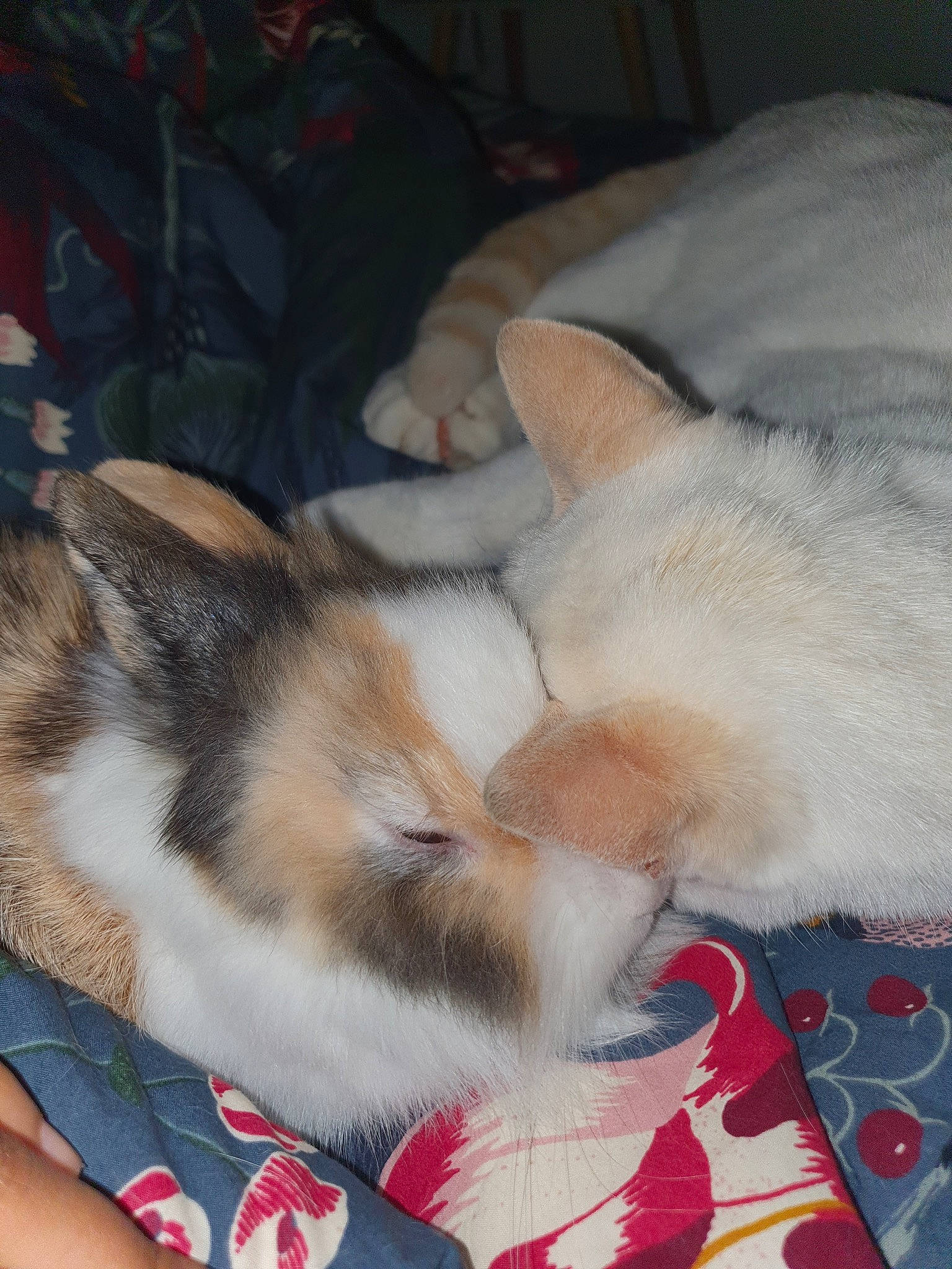 Joke a rejoint le concours — aidez-le/la à gagner de superbes lots ! canidae, carnivore, cat, claw, comfort, domestic_short_haired_cat, fawn, felidae, foot, fur, human_leg, linens, nail, nap, paw, sleep, small_to_medium_sized_cats, tail, toe, whiskers