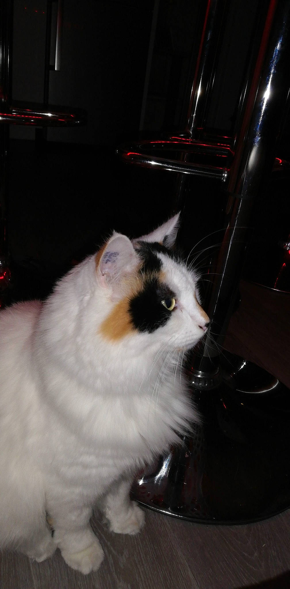 Nala participe au concours pour gagner de l'argent avec cette photo : carnivore, cat, domestic_long_haired_cat, eye, fawn, felidae, fur, norwegian_forest_cat, nose, ragdoll, small_to_medium_sized_cats, snowshoe, turkish_van, whiskers