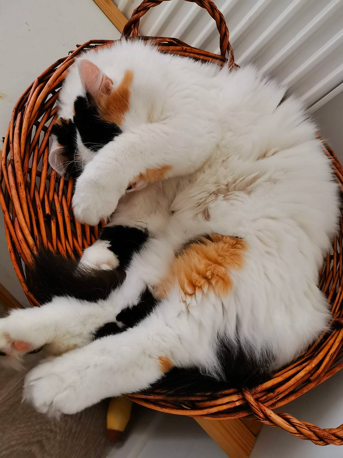 Nala a rejoint le concours — aidez-le/la à gagner de superbes lots ! carnivore, cat, claw, felidae, fur, paw, small_to_medium_sized_cats, tail, whiskers