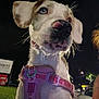 Trout joined the competition — help win amazing prizes! dog, blue_eye, brown_eye, pink_harness, night, close_up, outdoor, grass, street, car, sign, curious, pet, animal, canine, whiskers, nose, ears, collar, dark_background