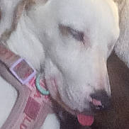 Trout joined the competition — help win amazing prizes! dog, white_dog, closeup, sleeping, tongue_out, harness, pet, animal, indoor, cozy, relaxed, cute, muzzle, nose, ear, fur, domestic_animal, companion, resting, close_up