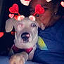 Trout is registered to the contest to win money with this photo: dog, person, heart, filter, love, cute, pet, face, ears, antennas, red, pink, affection, closeup, indoor, blurry, friendship, animal, portrait, fun