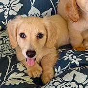 Isla Noelle is registered to the contest to win money with this photo: adorable, animal_portrait, blanket, brown_eyes, close_up, couch, cute, dogs, floppy_ears, floral_pattern, golden_fur, golden_retriever, indoor, lying_down, pet, playful, puppies, puppy, sitting, tongue_out