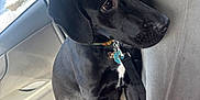 Willow is registered to the contest to win money with this photo: dog, black_dog, pet, car_interior, car_seat, collar, tags, window, leash, tissue_box, seatbelt, looking_out, indoors, side_view, calm, animal, mammal, canine, sitting, resting