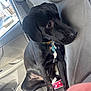 dog, black_dog, pet, car_interior, car_seat, collar, tags, window, leash, tissue_box, seatbelt, looking_out, indoors, side_view, calm, animal, mammal, canine, sitting, resting