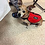 dog, emotional_support_animal, red_vest, indoor, floor, tile_floor, person, leggings, shoes, cup, animal, pet, small_dog, looking_up, ears_up, leash, support_animal, curious, companion, service_dog