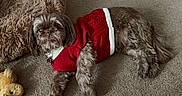 Shamus is registered to the contest to win money with this photo: animal, brown_dog, carpet, companion, cozy, cute, dog, dog_bed, domestic, fur, home, indoor, laying_down, pet, plush_toy, red_sweater, relaxed, small_dog, sweater, toy