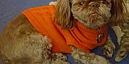 Shamus is registered to the contest to win money with this photo: dog, orange_sweater, carpet, plush_toys, pet, indoor, fur, cute, small_dog, relaxed, looking_at_camera, animal, cozy, companion, fur_texture, domestic_animal, toy, resting, brown_fur, knitwear