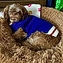 Shamus joined the competition — help win amazing prizes! animal, bed, blue_clothing, brown_dog, comfort, cozy, curled_up, cute, dog, fluffy_bed, fur, home, indoor, pet, relaxation, resting, sleepy, small_dog, sweater, toy
