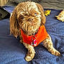 Shamus is registered to the contest to win money with this photo: dog, small_dog, orange_sweater, pet, fur, indoor, blanket, blue_blanket, collar, tags, curious, sitting, cute, animal, companion, cozy, toy, bed, domestic_animal, portrait