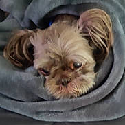 Shamus is registered to the contest to win money with this photo: dog, pet, blanket, cozy, sleepy, fur, indoor, cute, small_dog, wrapped, snug, resting, animal, mammal, face, ears, nose, comfort, soft, warm