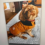 Shamus joined the competition — help win amazing prizes! dog, brown_jacket, small_dog, indoor, carpet, blue_blanket, pet, cute, sitting, looking_up, fur, collar, home, cozy, portrait, animal, furry, household, domestic, pet_accessory