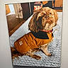 Shamus joined the competition — help win amazing prizes! animal, blue_blanket, brown_jacket, carpet, collar, cozy, cute, dog, domestic, fur, furry, home, household, indoor, looking_up, pet, pet_accessory, portrait, sitting, small_dog