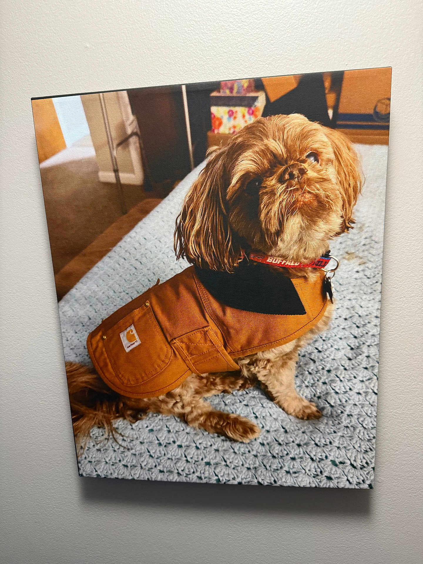 Shamus joined the competition — help win amazing prizes! dog, brown_jacket, small_dog, indoor, carpet, blue_blanket, pet, cute, sitting, looking_up, fur, collar, home, cozy, portrait, animal, furry, household, domestic, pet_accessory