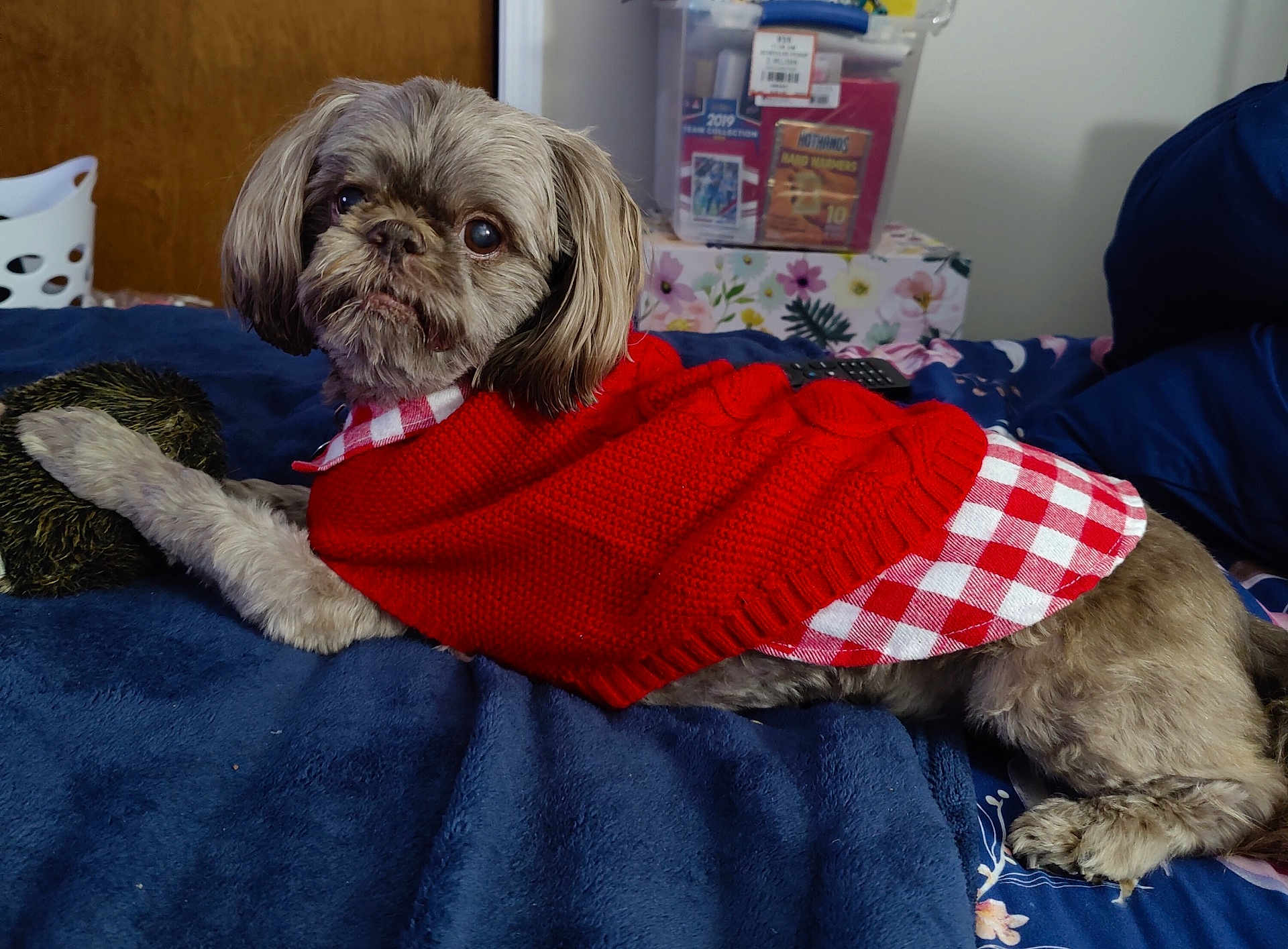 Shamus is registered to the contest to win money with this photo: bed, blanket, blue_blanket, checkered_pattern, comfort, cozy, cute, dog, domestic, floral_box, fur, household_items, indoor, lying_down, pet, portrait, red_sweater, small_dog, toy, wooden_door