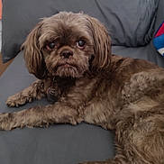 Shamus joined the competition — help win amazing prizes! dog, brown, fluffy, couch, pet, indoor, relaxed, fur, laying, animal, companion, cute, domestic, resting, home, portrait, canine, looking_away, cozy, furniture