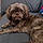 Shamus