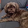 dog, brown, fluffy, couch, pet, indoor, relaxed, fur, laying, animal, companion, cute, domestic, resting, home, portrait, canine, looking_away, cozy, furniture