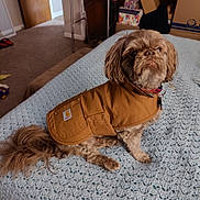 Shamus joined the competition — help win amazing prizes! animal, bed, blanket, brown_jacket, carpet, collar, cozy, curious, cute, dog, fluffy, furniture, home, household_items, indoor, looking_up, pet, resting, small_dog, tail