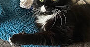 Wilber is registered to the contest to win money with this photo: animal, black_and_white, blue_blanket, cat, close_up, couch, cozy, cute, domestic_animal, feline, fur, green_eyes, household, indoor, patterned_pillow, pet, portrait, relaxed, resting, whiskers