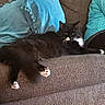 Wilber joined the competition — help win amazing prizes! black_cat, brown_couch, cat, couch, cozy, domestic_animal, feline, fur, furniture, household, indoor, person_partial, pet, pillow, relaxed, resting, sitting, turquoise_pillow, whiskers, white_paws