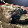 Wilber is registered to the contest to win money with this photo: bed, beige_dog, black_cat, blanket, cat, cozy, curly_fur, dog, fur, indoor, knitted, nap, pets, relaxation, resting, sleeping, soft_light, tail, white_paws, window_light