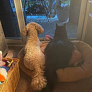 Wilber joined the competition — help win amazing prizes! basket, black_fur, carpet, cat, cozy, curly_fur, dog, evening, glass_door, indoor, pair, pet_bed, plant, porch, quiet, side_by_side, string_lights, tail, toy, watching