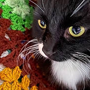 Wilber joined the competition — help win amazing prizes! cat, tuxedo_cat, close_up, yellow_eyes, whiskers, crocheted_blanket, colorful, black_and_white, pet, feline, indoor, texture, yarn, knitting, soft, curious, animal, cute, portrait, cozy