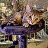 Joey is registered to the contest to win money with this photo: cat, tabby, pet, animal, feline, indoor, cat_tree, plush, perch, relaxed, curious, closeup, whiskers, ears, eyes, fur, paw, home, window, blurred_background
