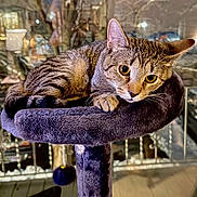 Joey is registered to the contest to win money with this photo: cat, tabby, feline, pet, animal, indoor, purple_cat_tree, perch, curious, alert, whiskers, ears, fur, eyes, paw, resting, cozy, blurred_background, home, window
