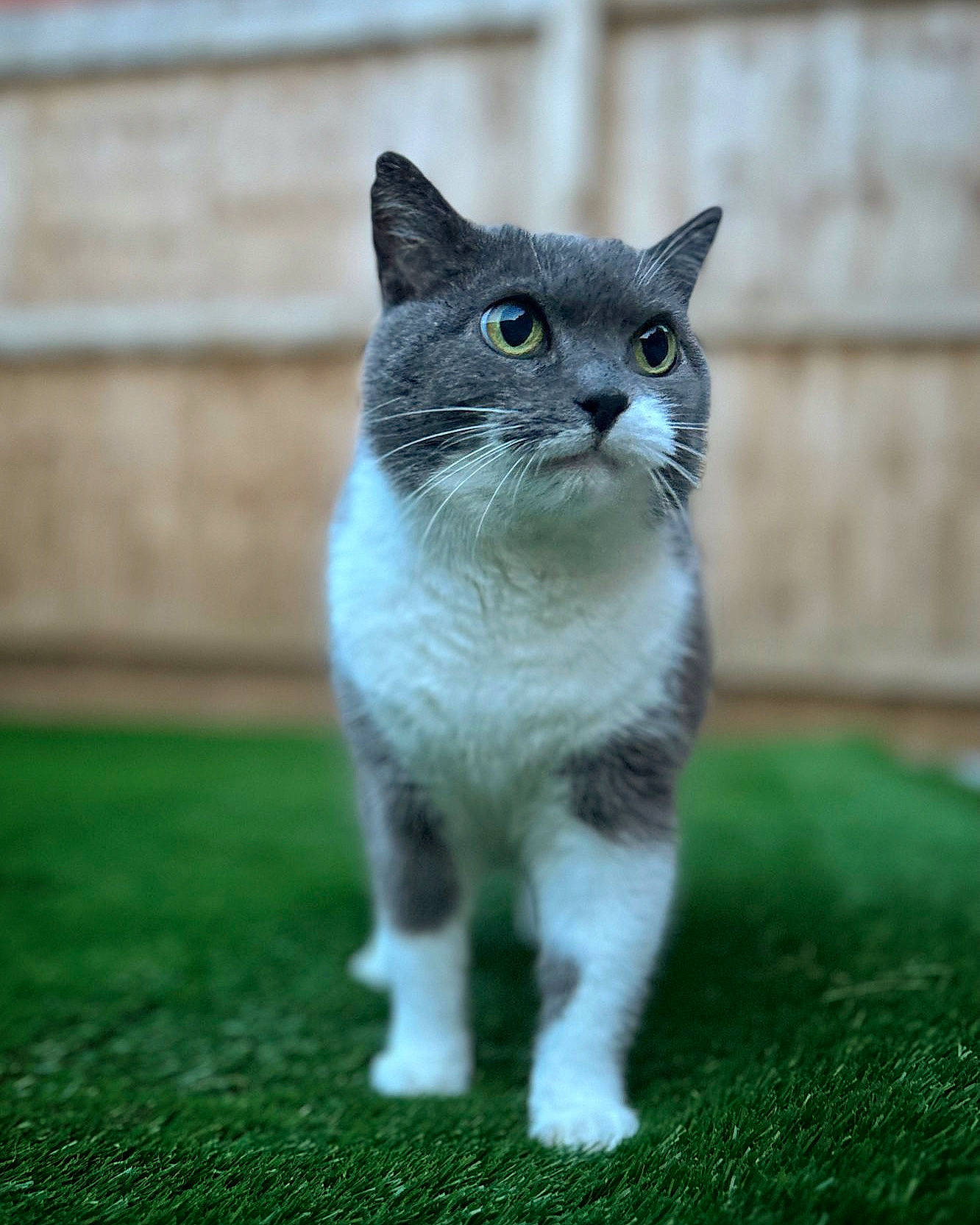 Kitty is registered to the contest to win money with this photo: art, carnivore, cat, curious, domestic_short_haired_cat, eye, fawn, felidae, fur, grass, grey, iris, russian_blue, small_to_medium_sized_cats, snout, tail, terrestrial_animal, whiskers, wildlife, window