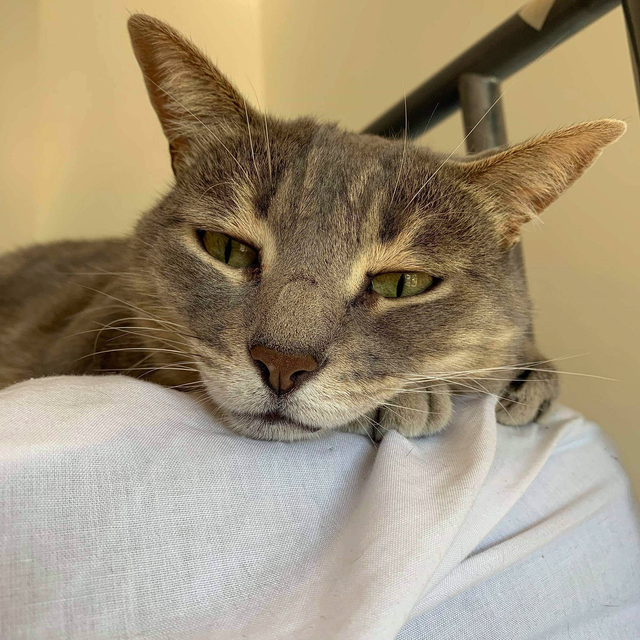 Réglisse participe au concours pour gagner de l'argent avec cette photo : aegean_cat, asian, australian_mist, carnivore, cat, chausie, domestic_short_haired_cat, dragon_li, european_shorthair, felidae, kitten, mammal, russian_blue, singapura, small_to_medium_sized_cats, snout, tabby_cat, vertebrate, whiskers