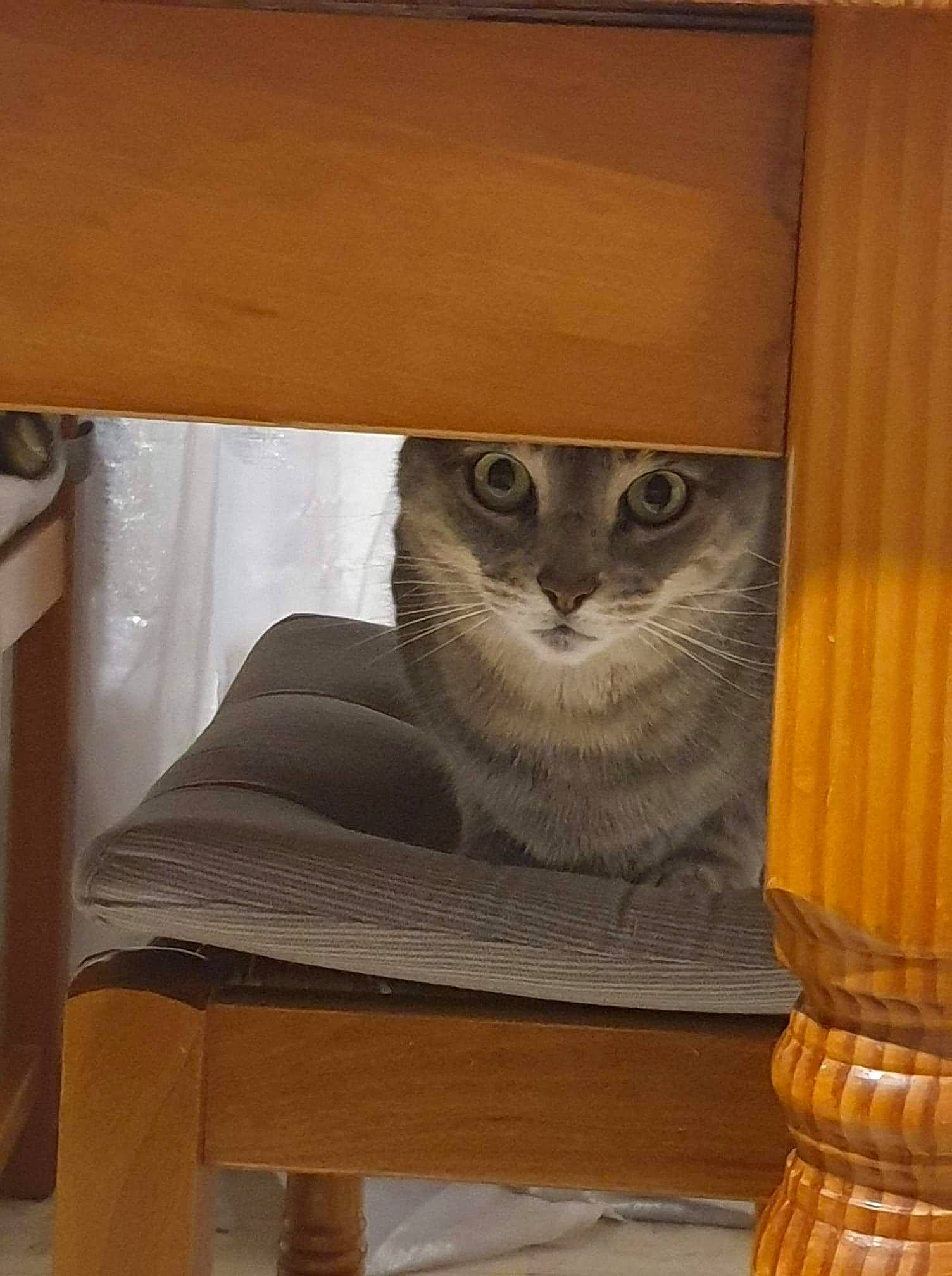 Réglisse participe au concours pour gagner de l'argent avec cette photo : asian, british_shorthair, carnivore, cat, domestic_short_haired_cat, european_shorthair, fawn, felidae, mammal, scottish_fold, small_to_medium_sized_cats, somali, whiskers, wood