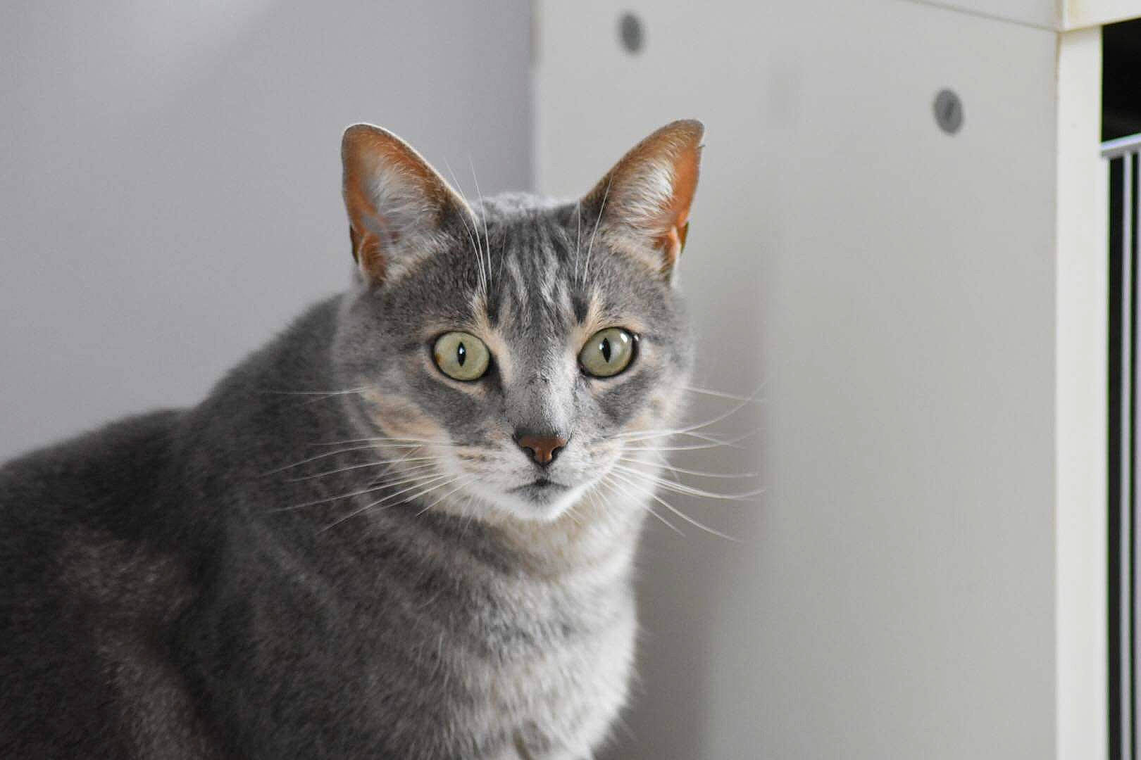 Réglisse a rejoint le concours — aidez-le/la à gagner de superbes lots ! aegean_cat, american_shorthair, american_wirehair, asian, australian_mist, carnivore, cat, domestic_short_haired_cat, european_shorthair, felidae, kitten, mammal, small_to_medium_sized_cats, snout, tabby_cat, whiskers, window
