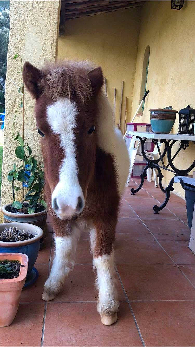 Homer a rejoint le concours — aidez-le/la à gagner de superbes lots ! burro, colt, horse, liver, livestock, mammal, mane, mare, pony, shetland_pony, vertebrate, working_animal