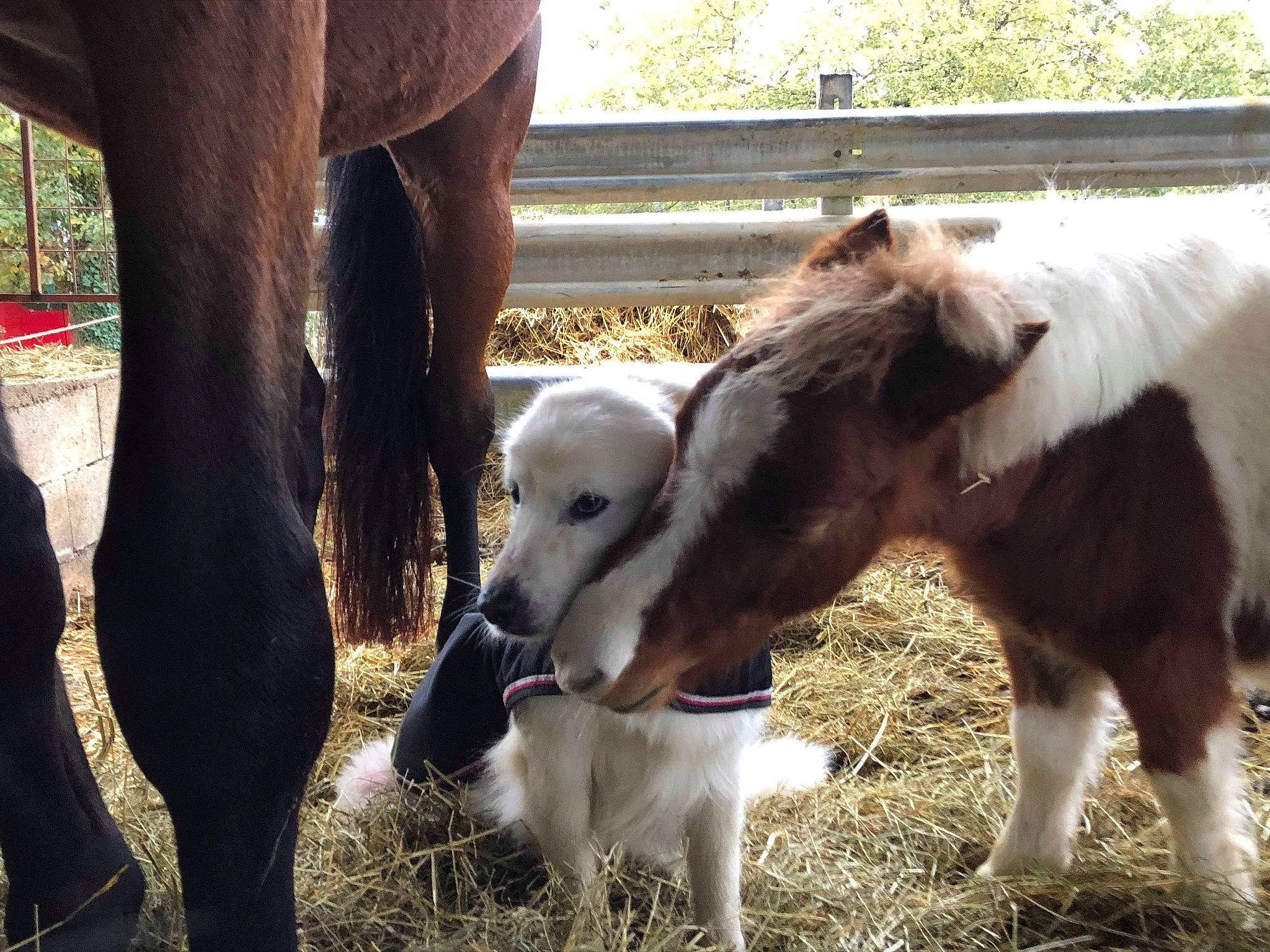 Homer participe au concours pour gagner de l'argent avec cette photo : borzoi, bovine, calf, canidae, carnivore, colt, dog, herd, livestock, mammal, silken_windhound, vertebrate, working_animal